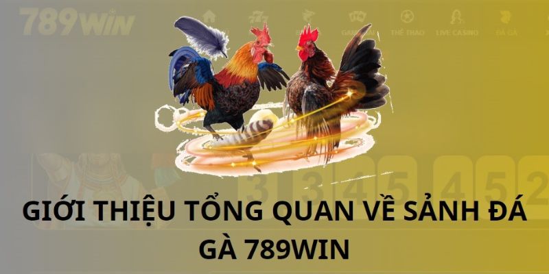 Sảnh đá gà 789WIN - Thương hiệu giải trí hàng đầu