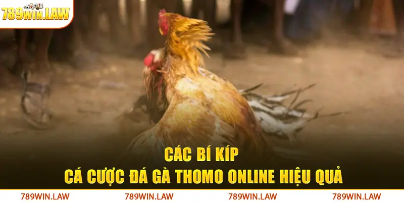 Các bí kíp cá cược đá gà Thomo online hiệu quả